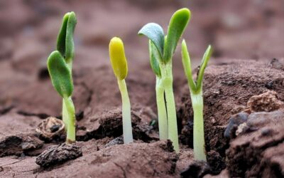 How To Grow During The Recession